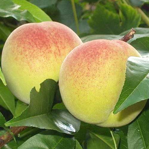 Broskyňa Green Khaterina obrázok 1 artikel 4294