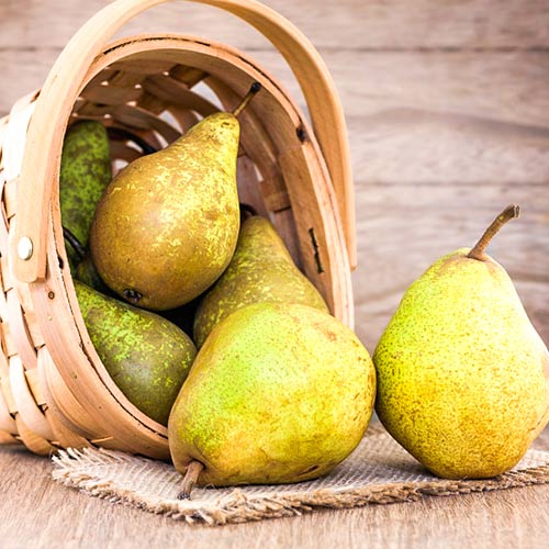 Hruška Abate Fetel obrázok 1 artikel 4306