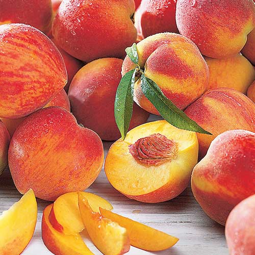 Broskyňa Maria Bianca obrázok 1 artikel 4297