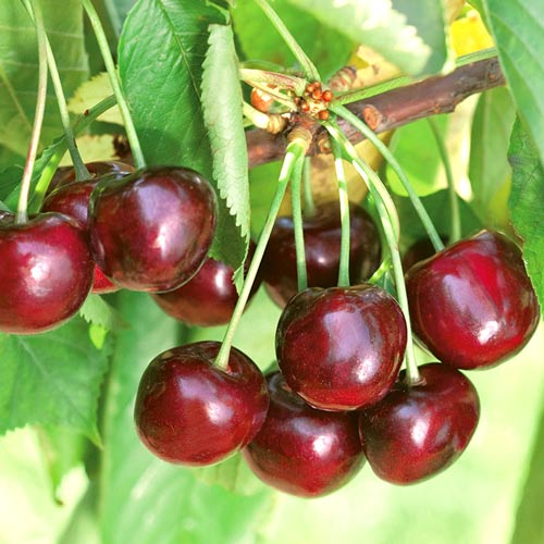 Čerešňa Ferrovia obrázok 1 artikel 7970