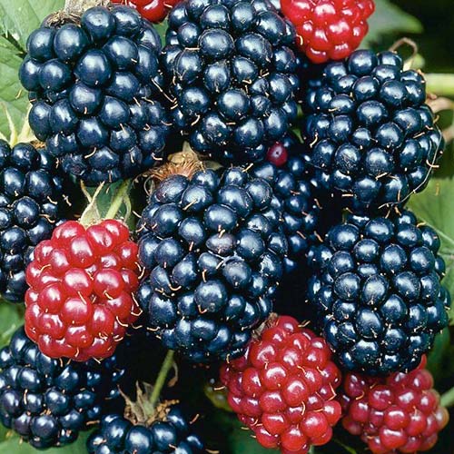 Černica Gazda obrázok 1 artikel 7049