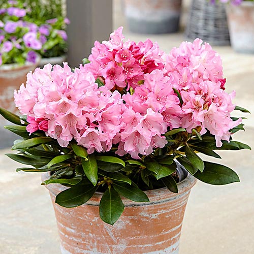 Rododendron Hania, P9 artikel fotografia 1 Rododendron Hania, P9 obrázok 1 artikel 9092