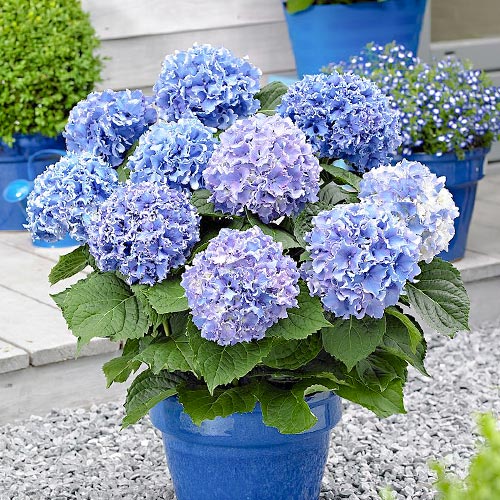 Hortenzia veľkolistá Blue artikel fotografia 1 Hortenzia veľkolistá Blue obrázok 1 artikel 9175