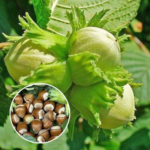 Lieska barcelonská, С2 obrázok 1 artikel 7037