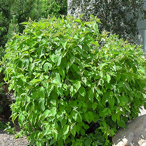 Derain biela Siberian pearls obrázok 1 artikel 9044