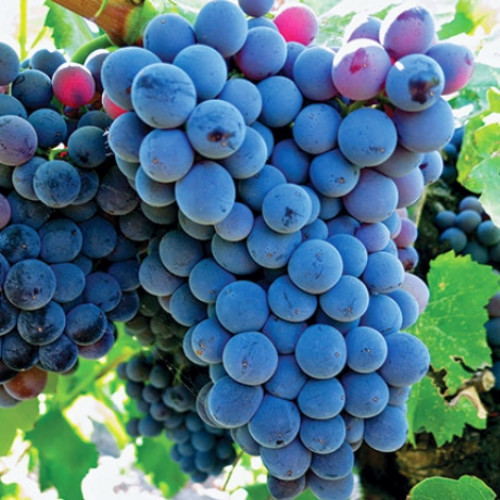 Hrozno Adel Mine obrázok 1 artikel 6950