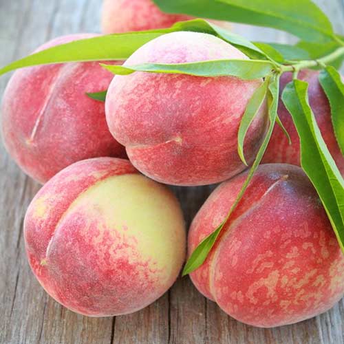 Broskyňa Contessa obrázok 1 artikel 4291