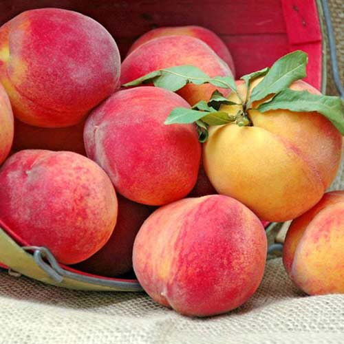 Broskyňa New Sun obrázok 1 artikel 4298