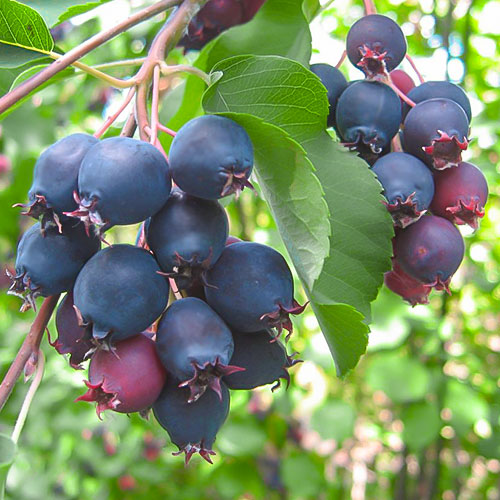 Muchovník Northline obrázok 1 artikel 9331