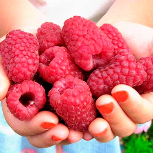 Malina Cascade Delight obrázok 1 artikel 7530