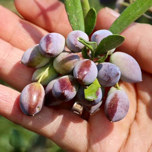 Olivovník oroneiki obrázok 1 artikel 4289