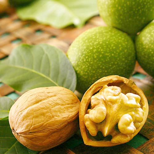 Vlašský ořech Chandler, С2 artikel fotografia 1 Vlašský ořech Chandler, С2 obrázok 1 artikel 7041