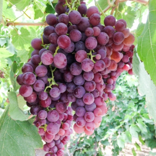 Hrozno ružový obrázok 1 artikel 7338