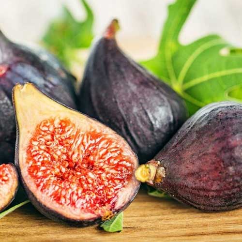 Figovník Royal Black artikel fotografia 1 Figovník Royal Black obrázok 1 artikel 6929