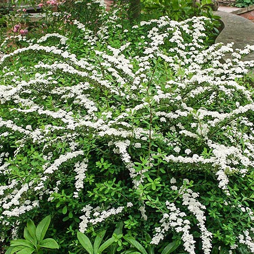 Tavoľník japonský Snowmound obrázok 1 artikel 9193