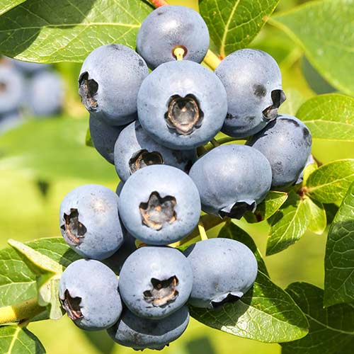 Čučoriedka Reka obrázok 1 artikel 9326