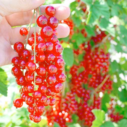 Ríbezľa červená Rolan obrázok 1 artikel 7602