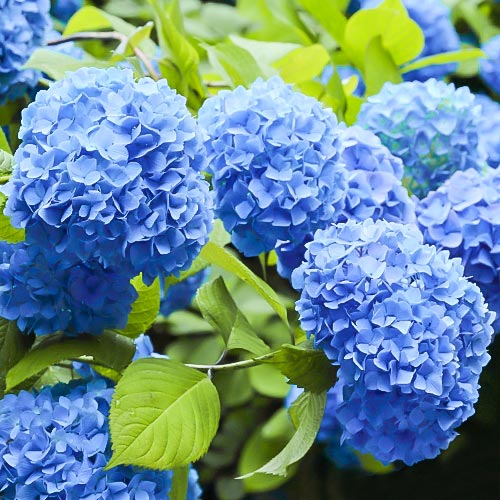 Hortenzia veľkolistá Nikko Blue, P9 artikel fotografia 1 Hortenzia veľkolistá Nikko Blue, P9 obrázok 1 artikel 9031