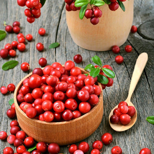 Brusnica Koralle obrázok 2 artikel 9207