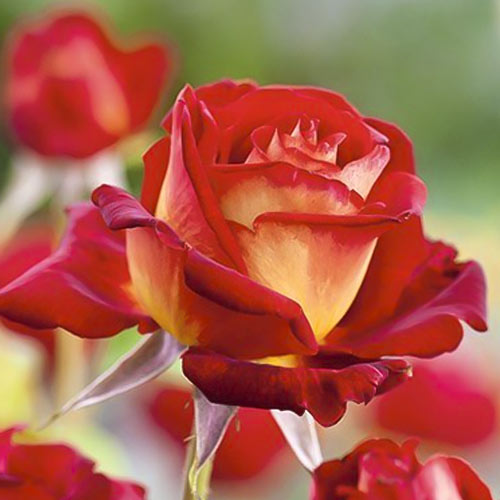 Ruža veľkokvetá Bicolette, root ball obrázok 2 artikel 2106