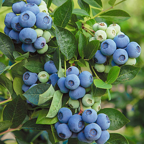 Čučoriedka Denis Blue obrázok 1 artikel 9220