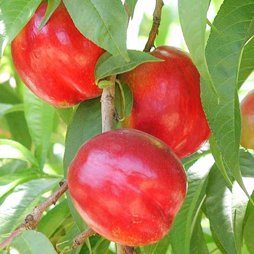 Nektárinka Aeris, С2 obrázok 1 artikel 6935