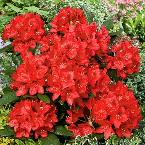 Rododendron Red Jack, P9 obrázok 1 artikel 9087