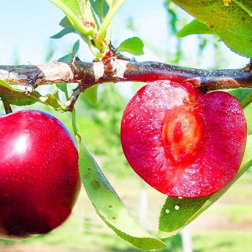 Slivka Red Lure, С2 obrázok 1 artikel 4311