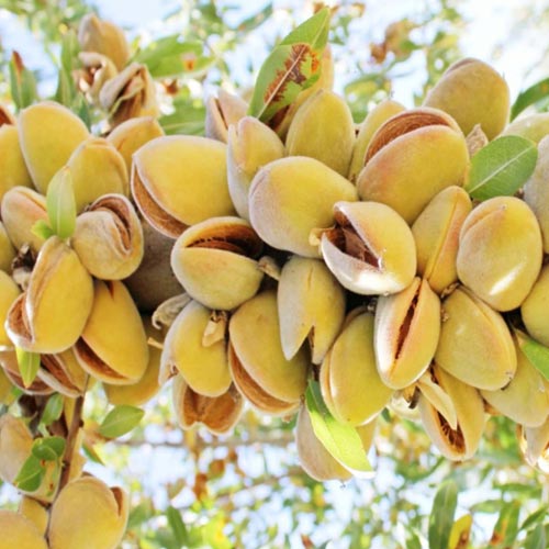 Mandľovník Barreta artikel fotografia 1 Mandľovník Barreta obrázok 1 artikel 7948