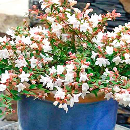 Abelia Cristal Charm obrázok 1 artikel 5582