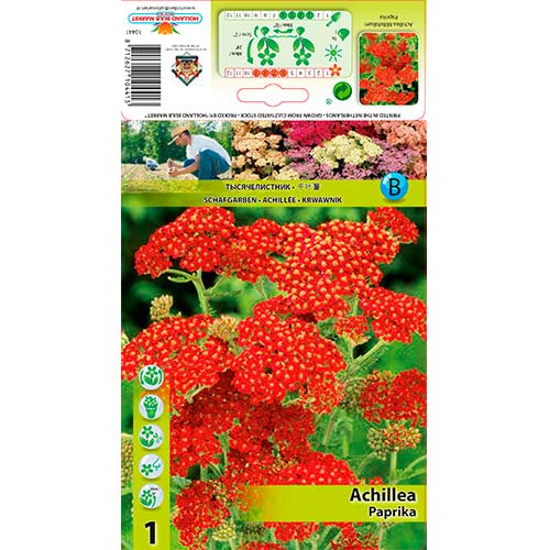 Achilles Paprika artikel fotografia 1 Achilles Paprika obrázok 1 artikel 76154