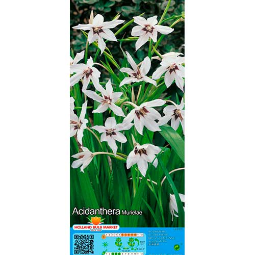 Acidanthera Murielae obrázok 1 artikel 76369