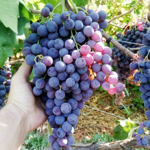 Hrozno Moldavskij obrázok 1 artikel 7337