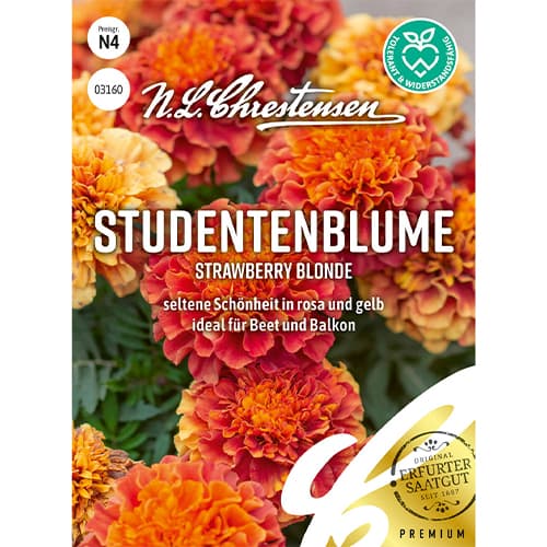 Aksamitník rozkladitý Strawberry Blonde obrázok 1 artikel 86203