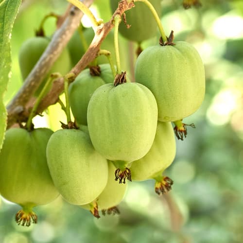 Aktinídia čínska Hokey Pokey®, С2 obrázok 1 artikel 5449