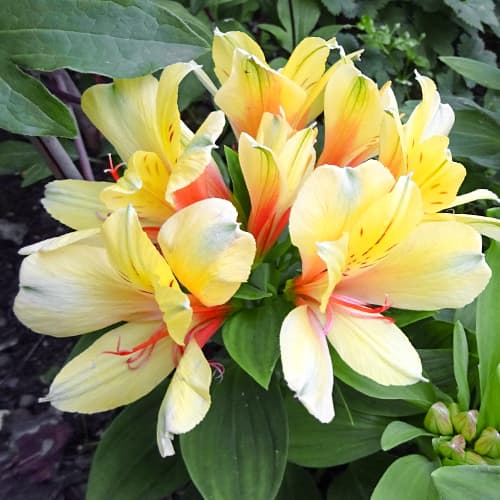 Alstroemeria Spring Valley® Tesvalsprin, С2 obrázok 1 artikel 5457