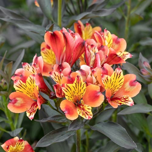 Alstroemeria Summer Breeze® Tessumbre, С2 obrázok 1 artikel 5458