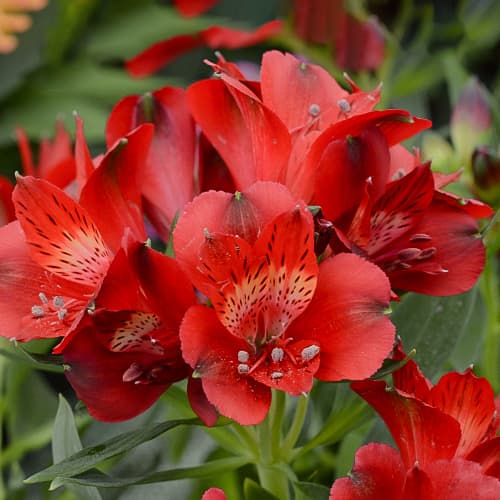 Alstroemeria Summer Pepper® Tessumpep, С2 obrázok 1 artikel 5459