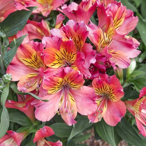 Alstroemeria Valley Girl® Tesvalgirl, С2 obrázok 1 artikel 5460