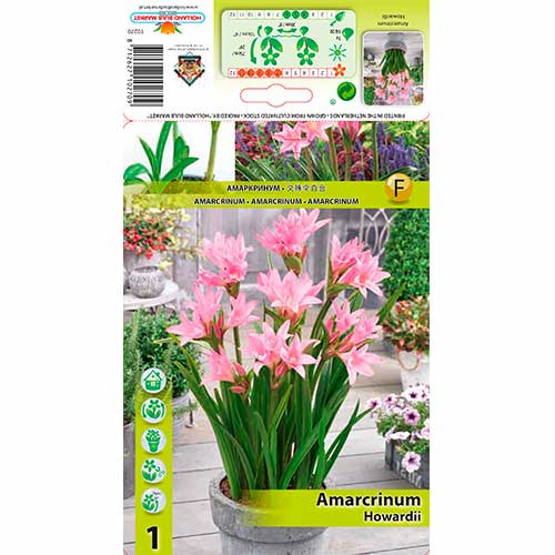 Amarcrinum Howardii obrázok 1 artikel 76162