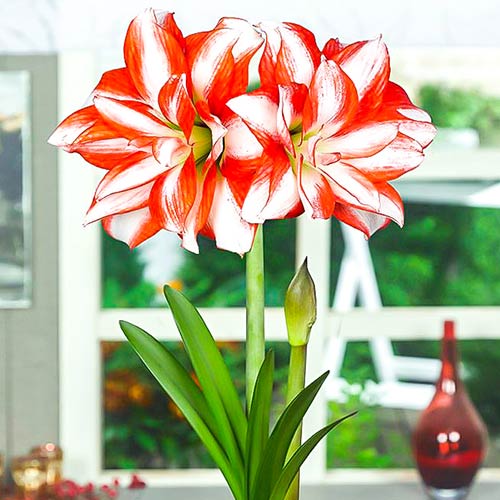 Amarylka Exotic Peacock obrázok 1 artikel 70324