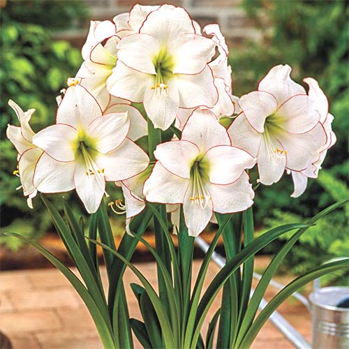 Amarylka Picotee obrázok 1 artikel 70329