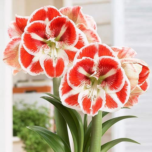 Amarylka Samba obrázok 1 artikel 70332