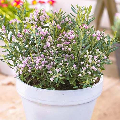 Andromeda Blue Ice obrázok 1 artikel 76681