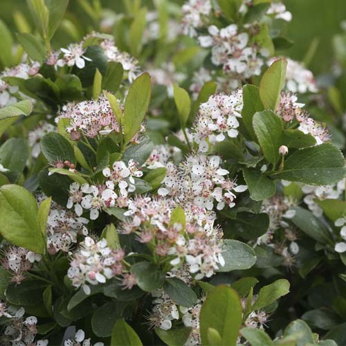 Arónia Revontuli Spreader PBR, C3 obrázok 1 artikel 8504