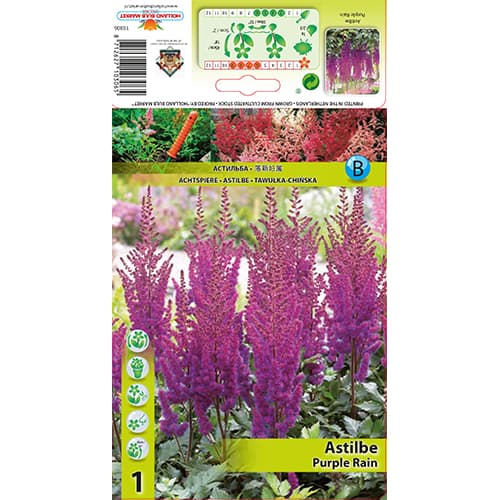 Astilbe Purple Rain obrázok 1 artikel 77830