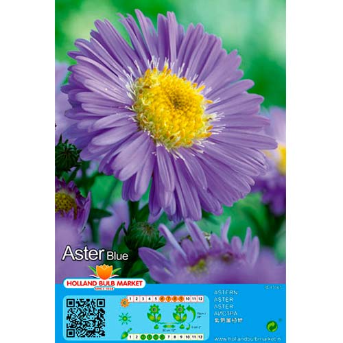 Astra alpínska Blue artikel fotografia 1 Astra alpínska Blue obrázok 1 artikel 76371
