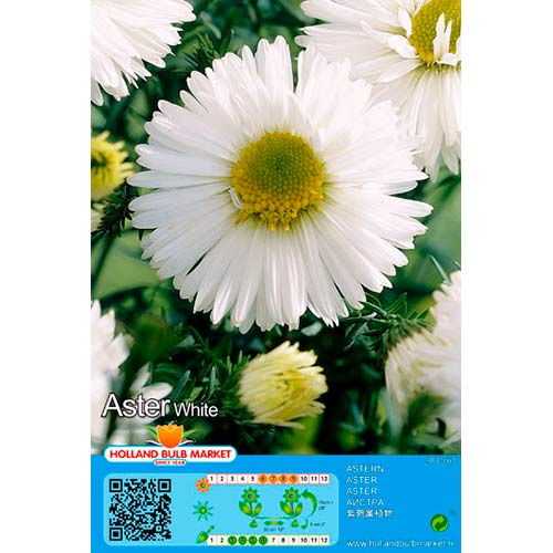 Astra alpínska White artikel fotografia 1 Astra alpínska White obrázok 1 artikel 76374
