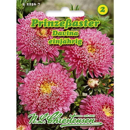 Astra čínska kniežacia Davina obrázok 1 artikel 86138