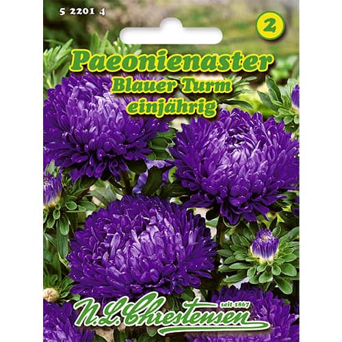 Astra čínska pivóniová Blauer Turm obrázok 1 artikel 86134